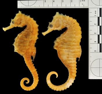 Media type: image;   Ichthyology 51547